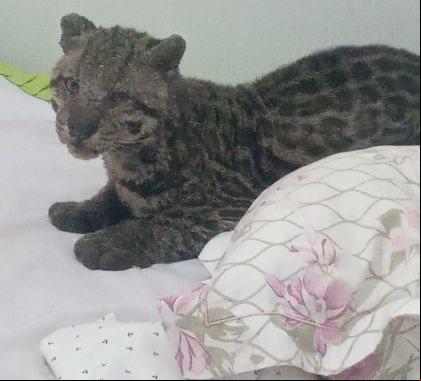 Jaguatirica é encontrada em cima da cama de criança em Nioaque